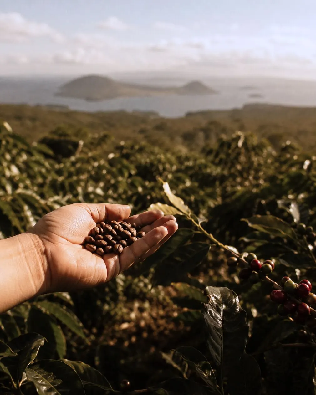 Mano sosteniendo granos de café entre los cafetos de las tierras altas